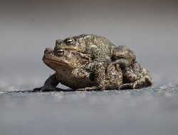 В Удмуртии началась брачная миграция жаб