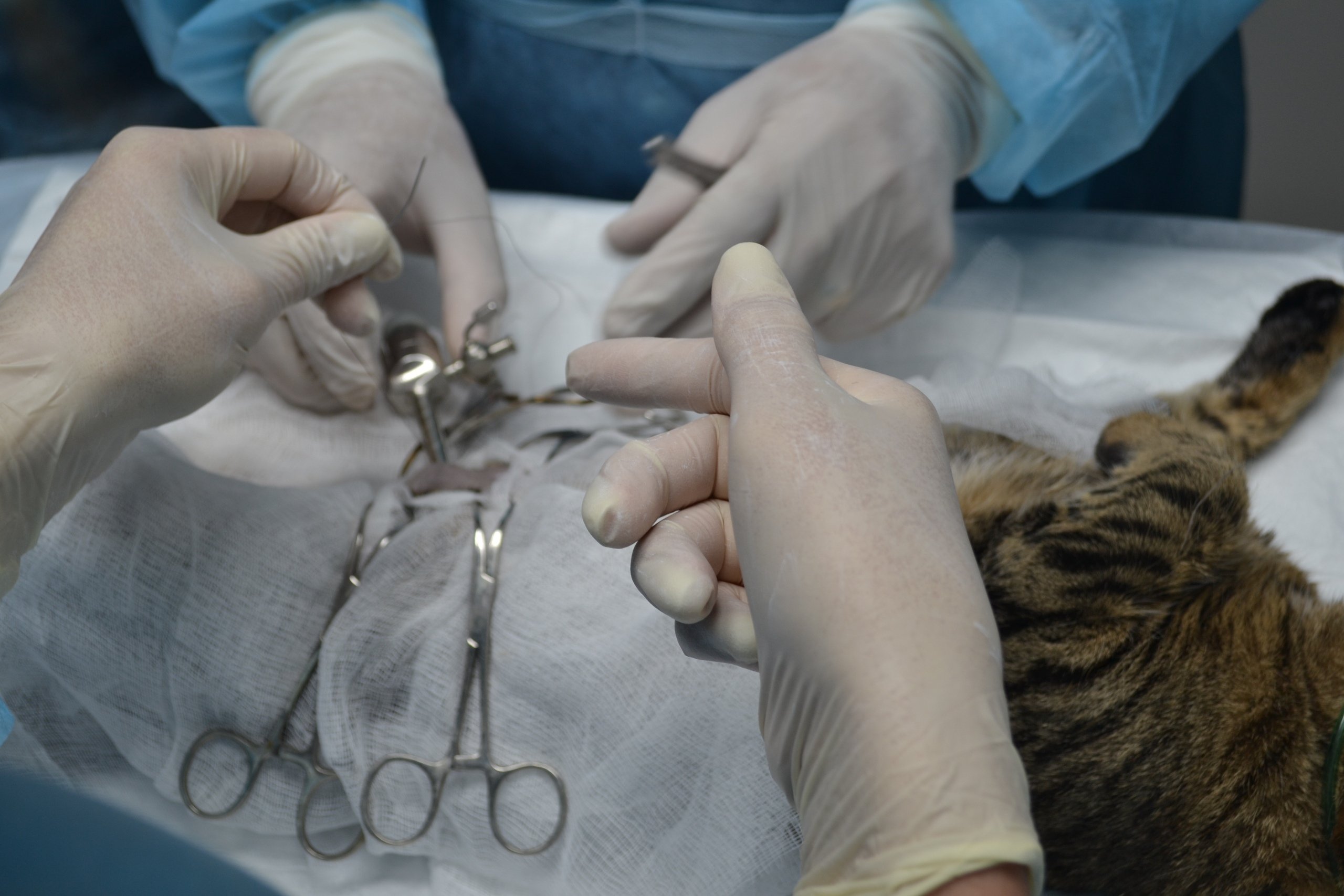 В Ижевске могут повторить практику льготной стерилизации домашних питомцев