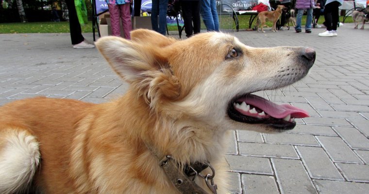 Больше десяти собак нашли хозяев на «Пушистом фестивале» в Ижевске