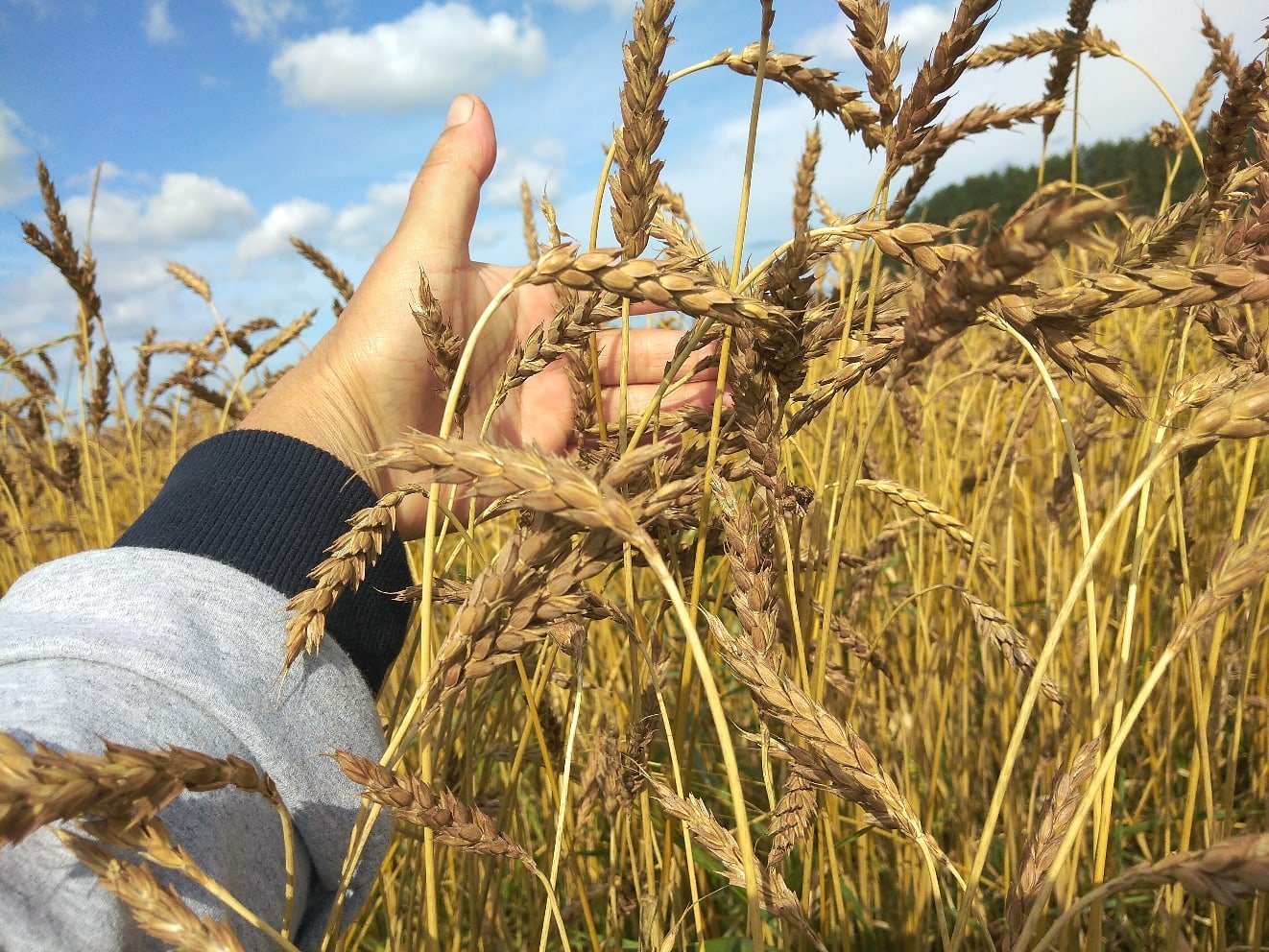 Урожай зерновых в Удмуртии составил в этом году более 700 тыс тонн