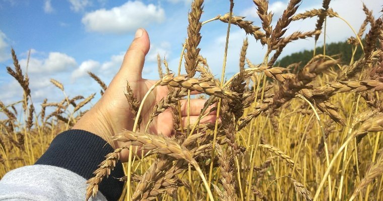Урожай зерновых в Удмуртии составил в этом году более 700 тыс тонн
