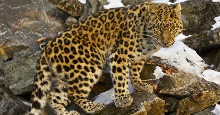 ДНК тигров и леопардов Дальнего Востока изучат российские и корейские ученые