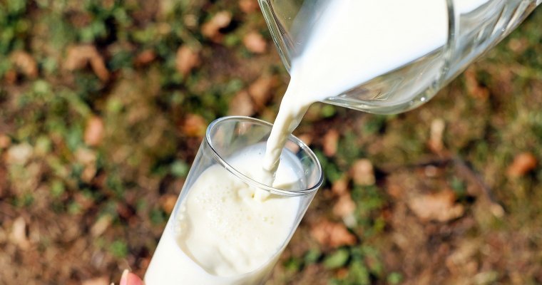 Средняя закупочная цена на молоко в Удмуртии достигла 23 рублей