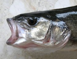 8 тонн рыбных голов рассыпали около правительства Камчатского края