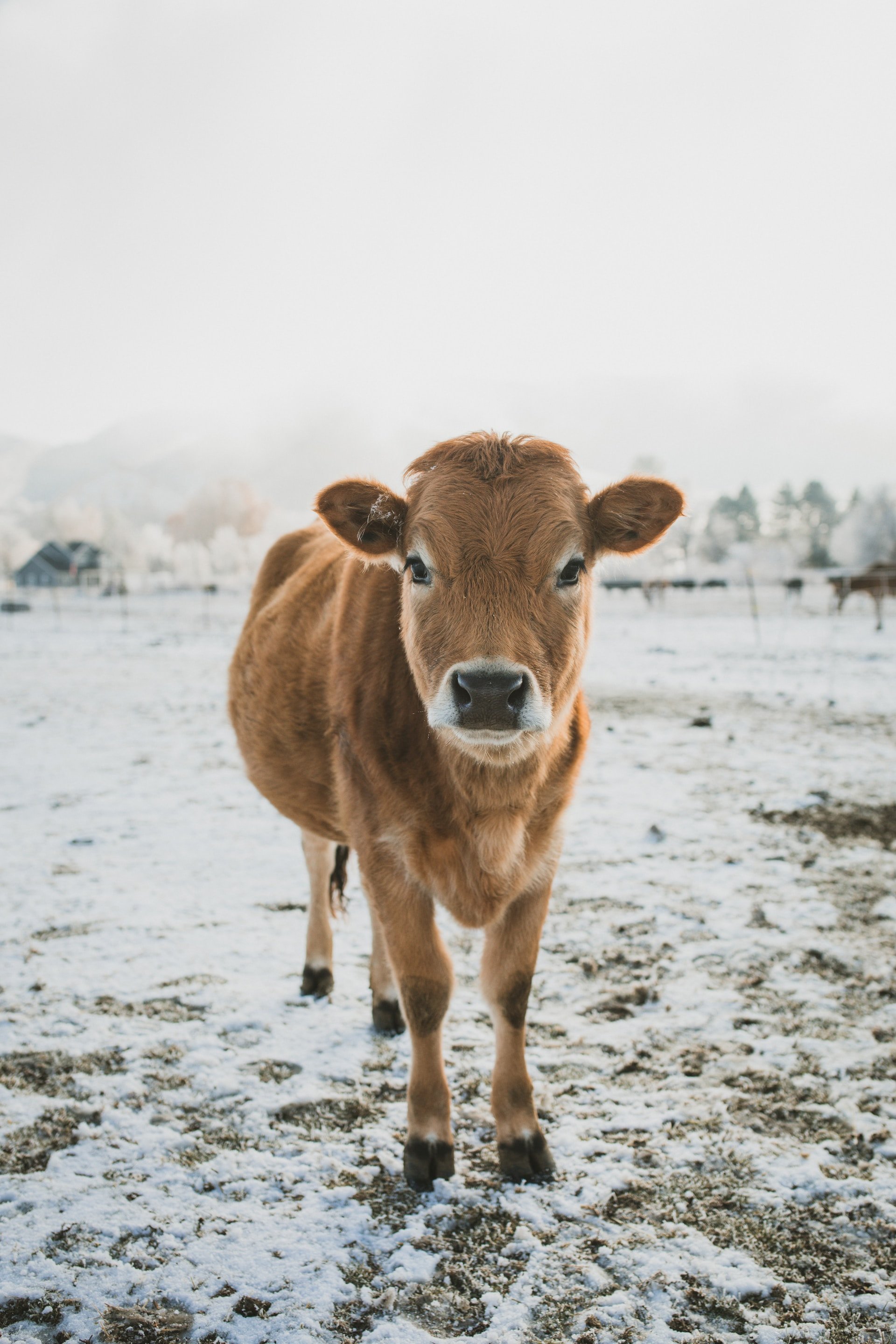 Среди причин вспышки узелкового дерматита среди скота в Удмуртии рассматривается «серый» завоз корма