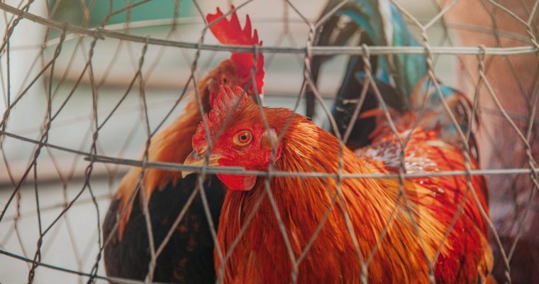 В Удмуртии оштрафовали виновника завоза птичьего гриппа в республику