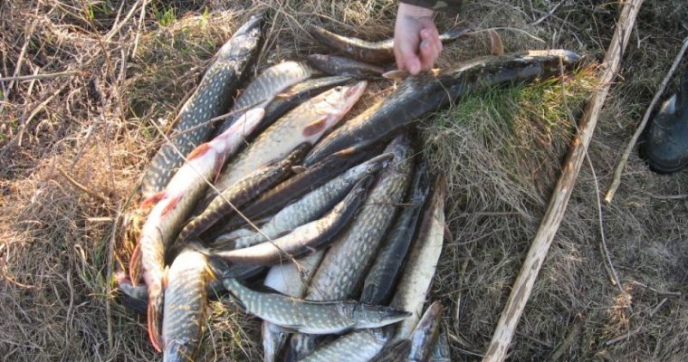 Двух браконьеров-рыбаков оштрафовали в Удмуртии на миллион рублей