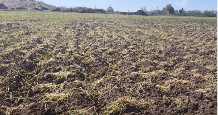 В Удмуртии с 3 июля вводится режим чрезвычайной ситуации в связи с почвенной засухой