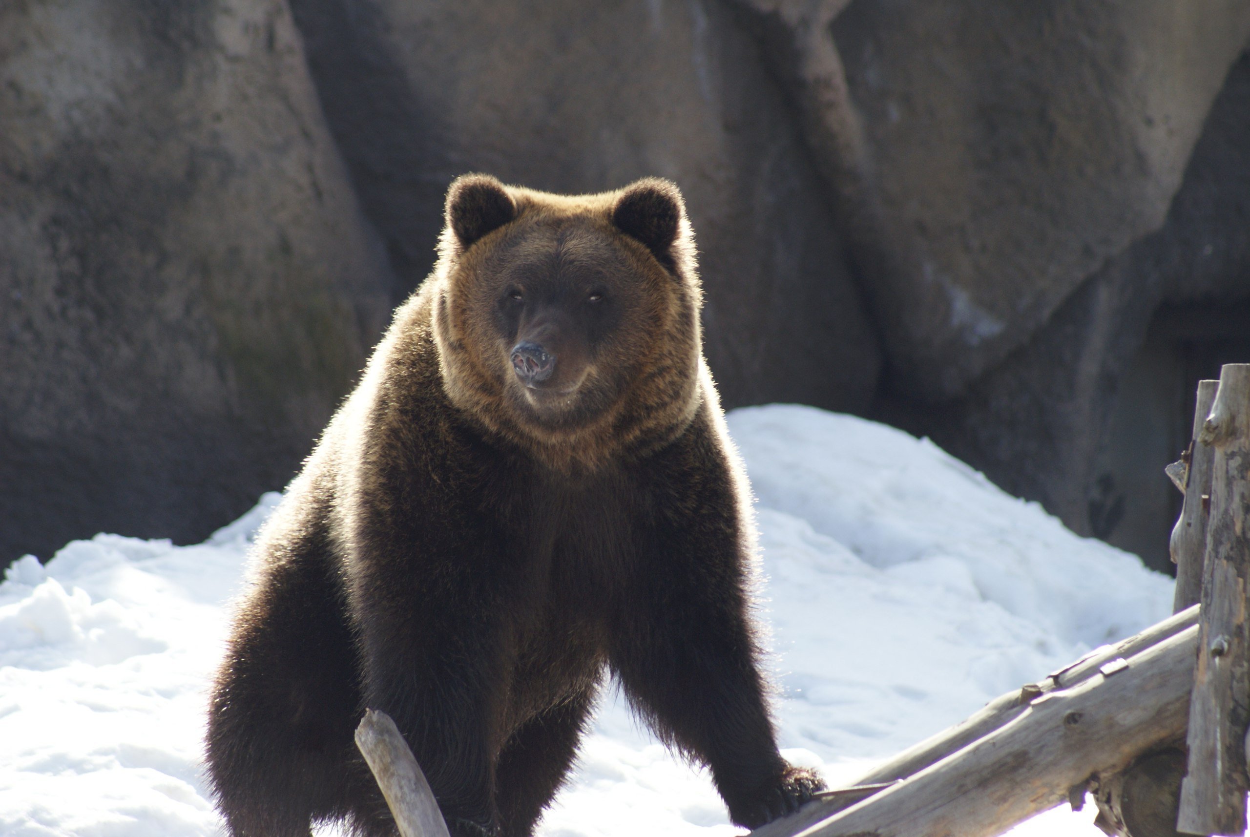 Медведи в зоопарке Ижевска впали в спячку