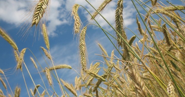 Селяне Удмуртии заложили в хранилища более полумиллиона тонн зерна