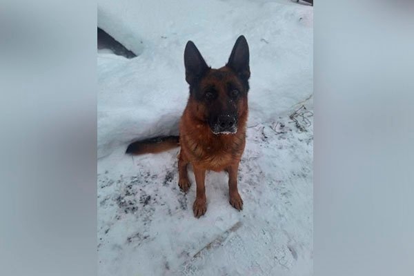 Четверолапый «сотрудник» УФСИН по Удмуртии Зильбер Лайн Жан Клод вышел на пенсию