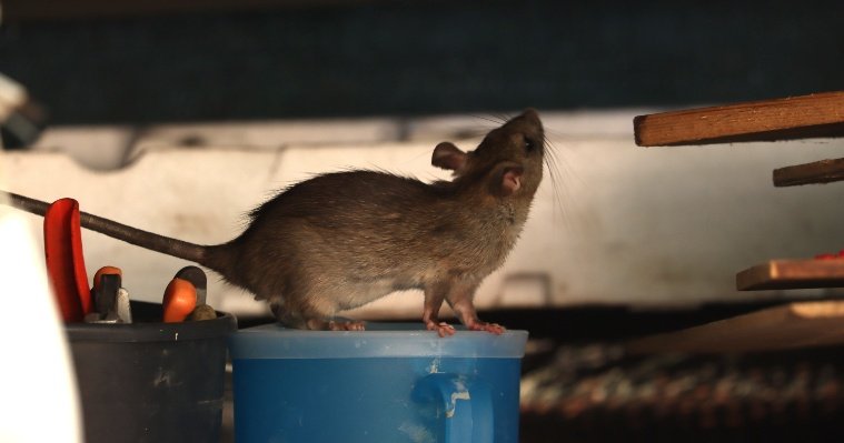 В Удмуртии ожидается подъем заболеваемости «мышиной» лихорадкой 