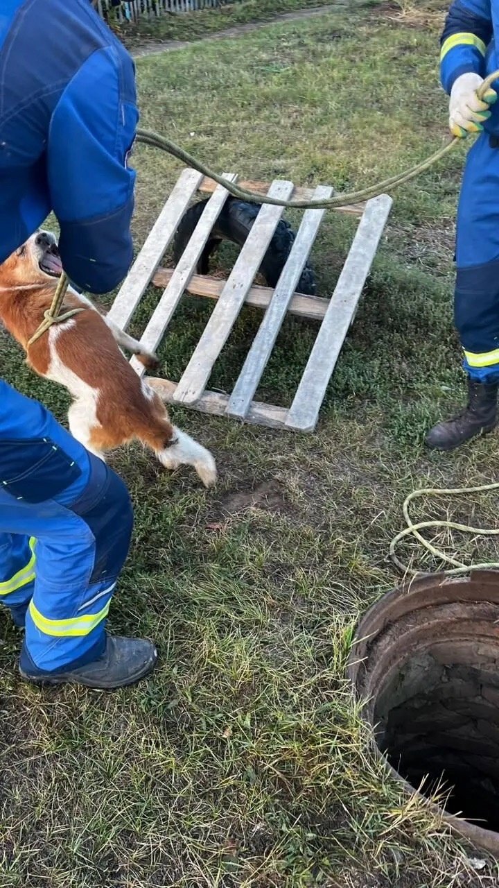 Спасатели Сарапула вытащили упавшую в колодец собаку 