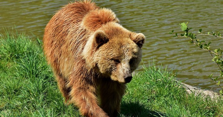 Медведь разорил улья в Глазовском районе Удмуртии