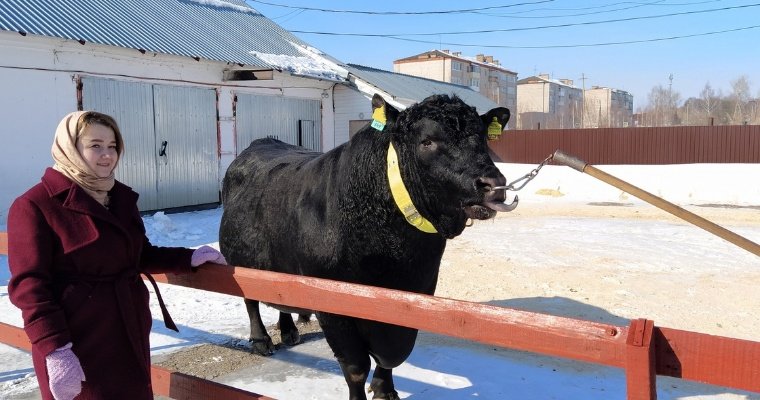 Первую партию генетического материала быков из Удмуртии отправили на экспорт