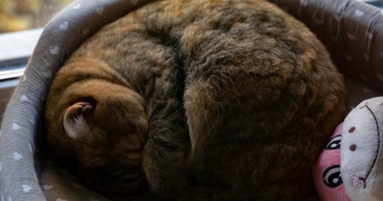 Психолог рассказала, как справиться с бессонницей и паникой из-за неё