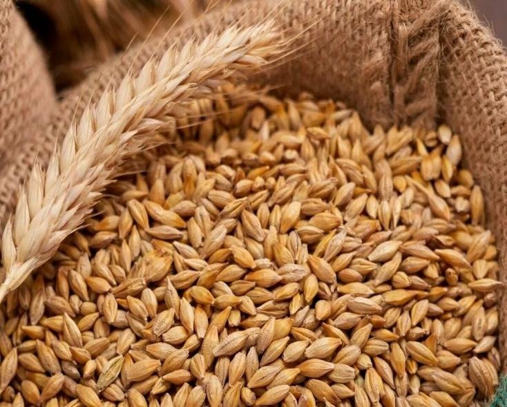 32 нарушения при посеве зерна зафиксировали в Удмуртии с начала года