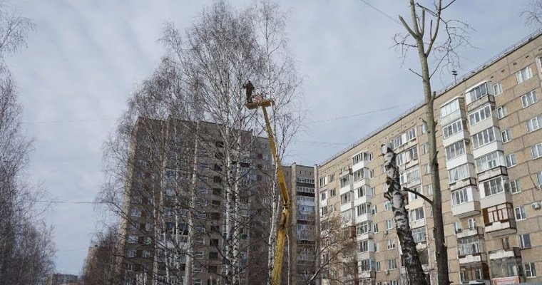 До конца октября в сквере у дома №82 по улице Молодёжной в Ижевске посадят новые деревья