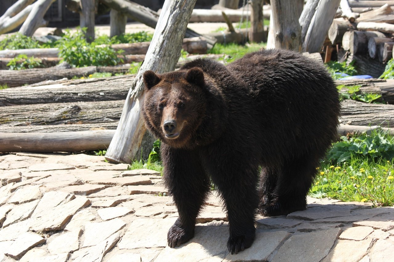 Бурые медведи из зоопарка Ижевска пока не собираются в спячку 