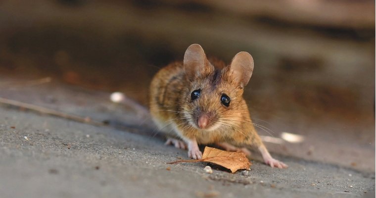 Количество случаев мышиной лихорадки в Удмуртии снизилось более чем в 2 раза