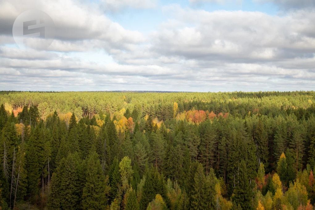 В Удмуртии задержали лесничего, причастного к вырубке леса почти на 3 млн рублей