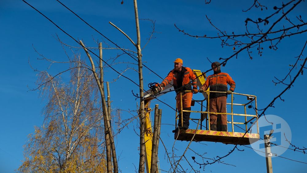 Итоги дня: валка аварийных деревьев в Ижевске и задержание адвоката в Удмуртии за связь с украинскими террористами