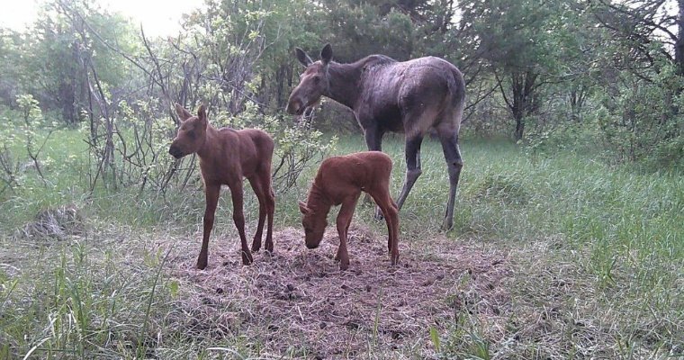 Лосиха с двумя маленькими лосятами попали на фотоловушку в Удмуртии