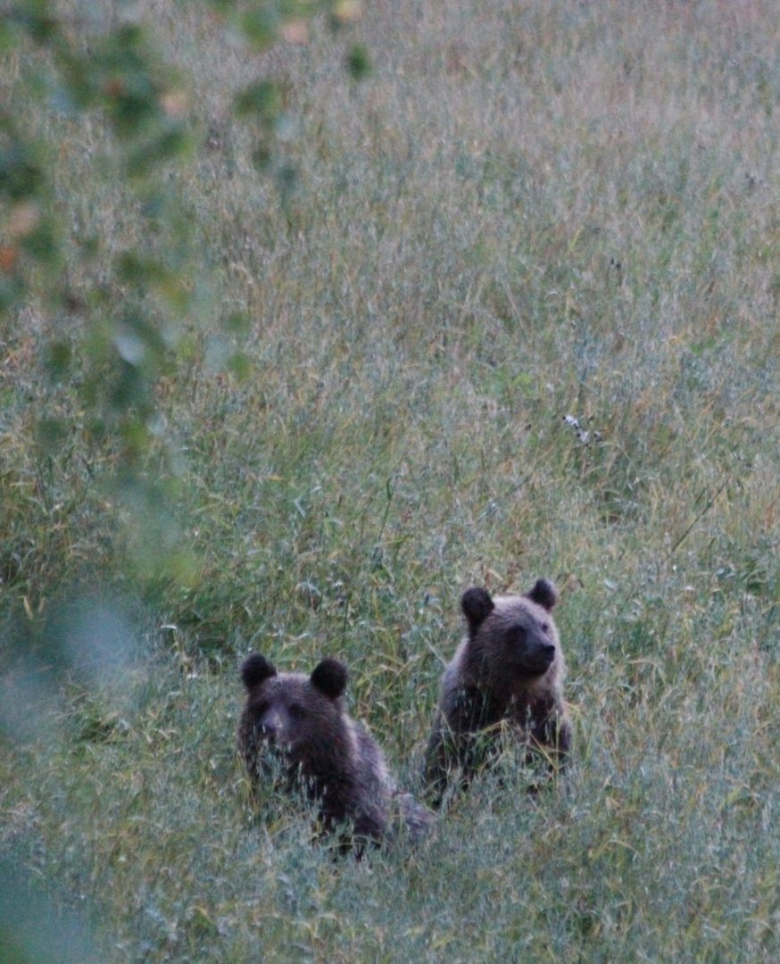 В лесах Удмуртии насчитали 1396 бурых медведей 