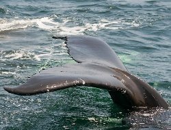Лондонские спасатели спасли детёныша кита в водах Темзы