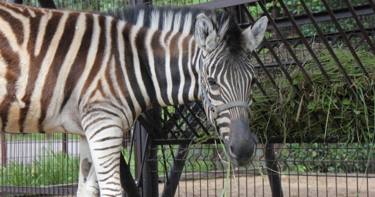 Безымянная зебра поселилась в ижевском зоопарке