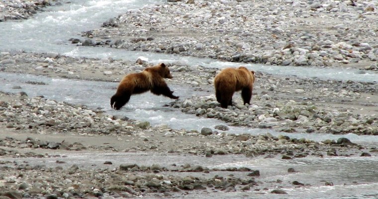 Двоих медвежат вызволили из заброшенного коллектора на Сахалине