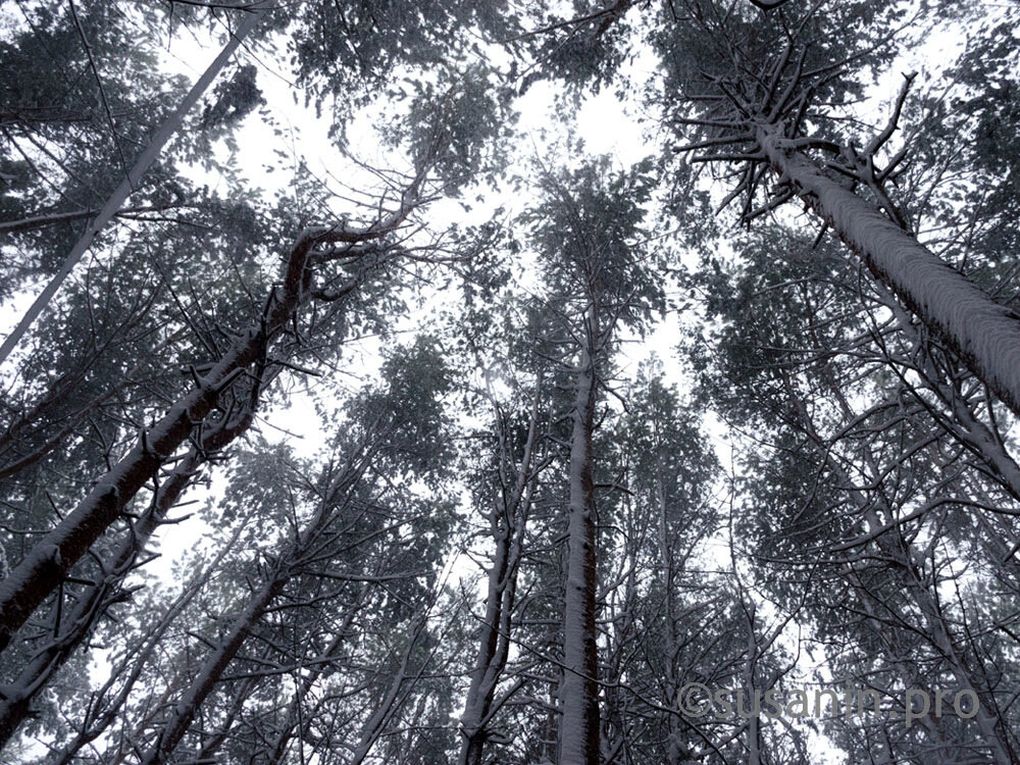 В Удмуртии начали формирование трёх диспетчерских служб лесного хозяйства по контролю за беспилотниками