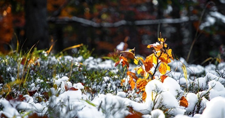 В выходные в Удмуртии выпадет снег, но быстро растает
