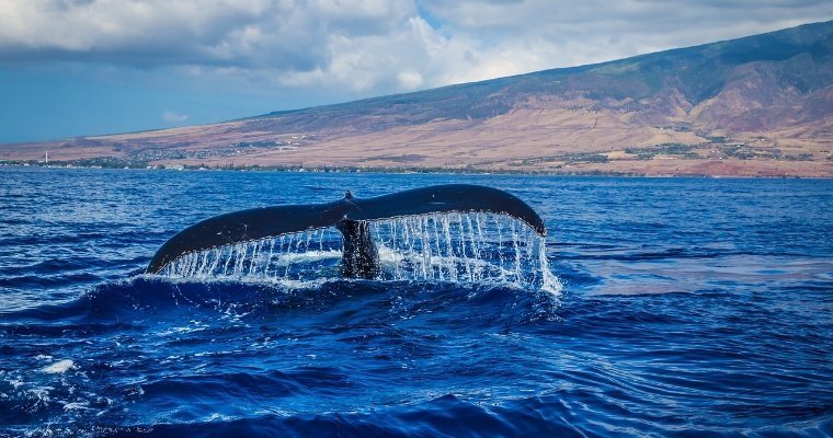 Порядка ста китов выбросились на берег в Тасмании 