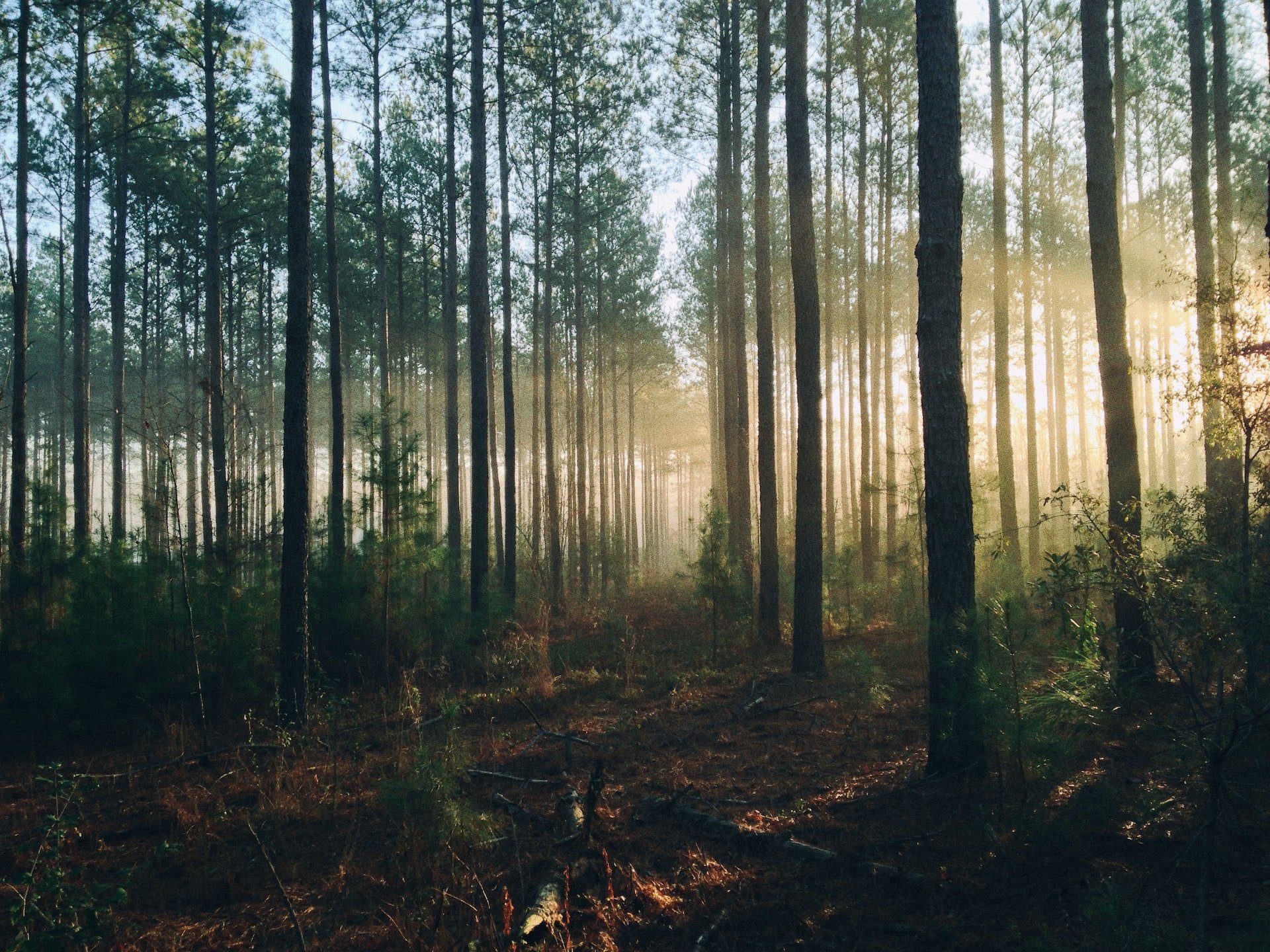 В 20 районах Удмуртии ввели запрет на посещение лесов 