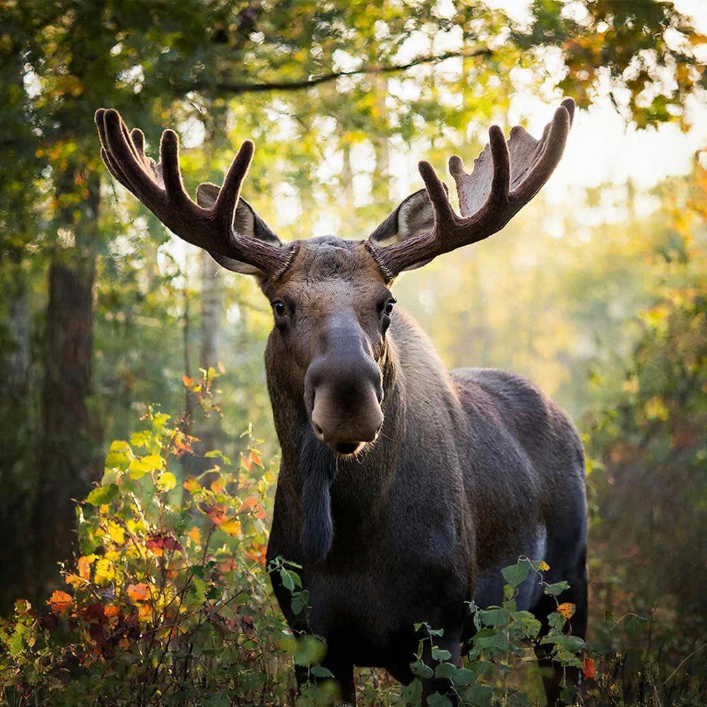 Охота на лося обернулась для жителя Удмуртии почти полумиллионным штрафом