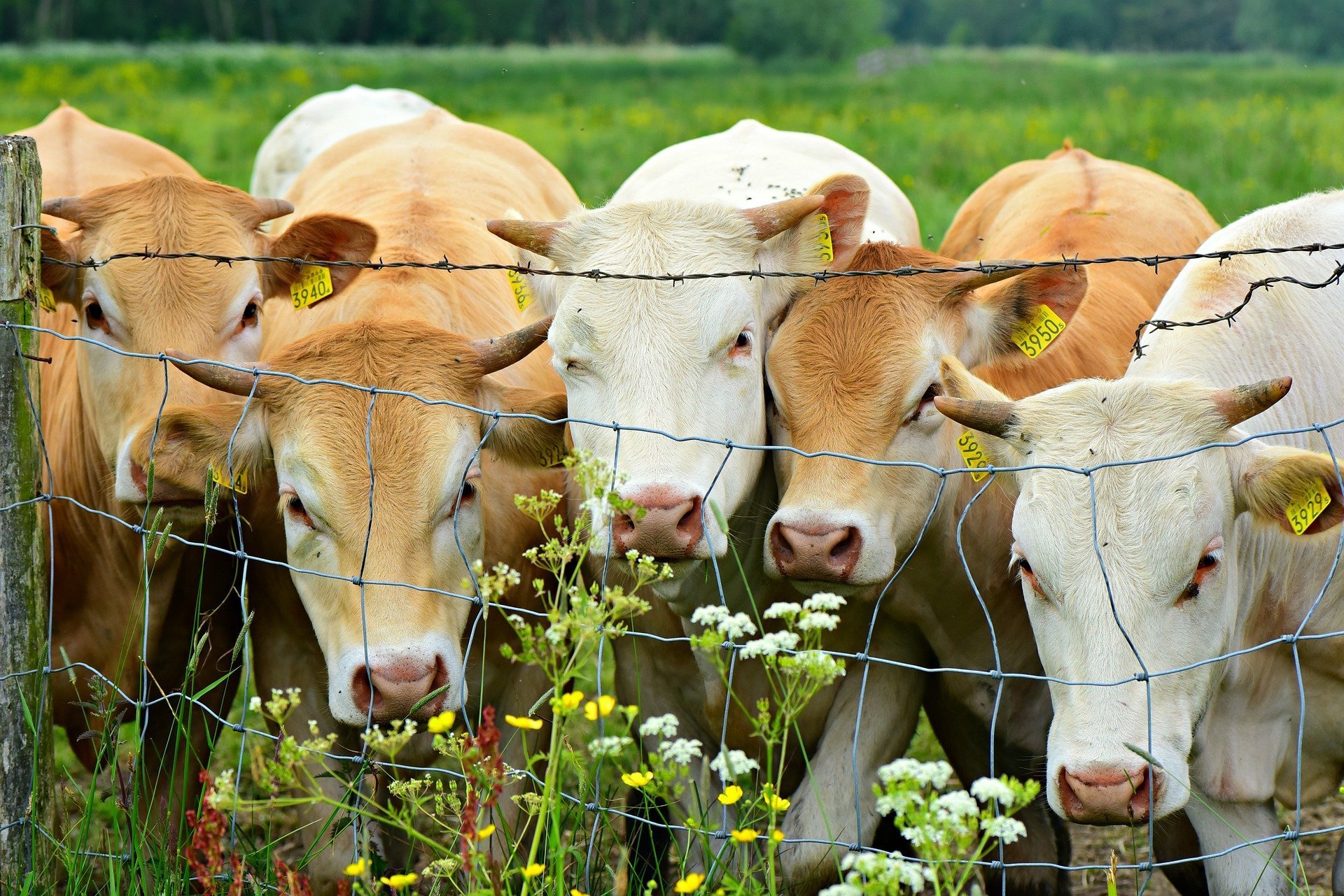В Удмуртии увеличилось мясное поголовье КРС на 45%