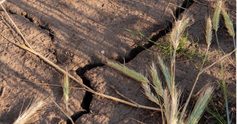 Три района Удмуртии приняли на себя основной удар засухи