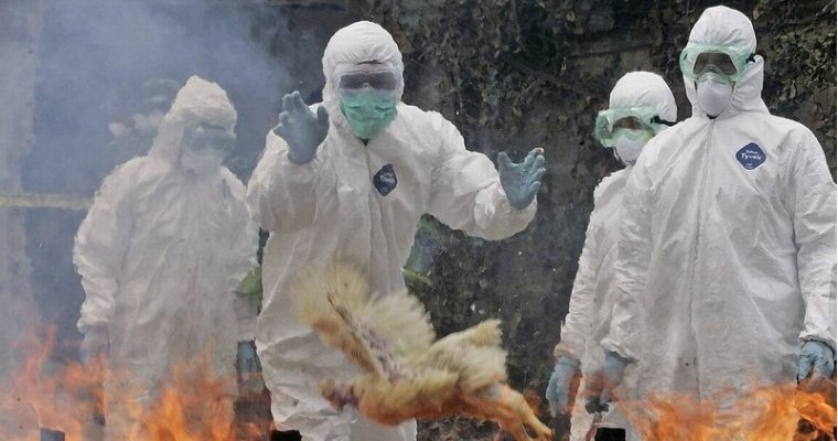 В Ижевске выявили высокопатогенный грипп птиц