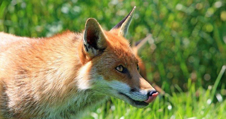 Бешеная лиса проникла во двор частного дома в Ижевске
