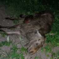 В центре Можги обнаружили труп больного бешенством лося