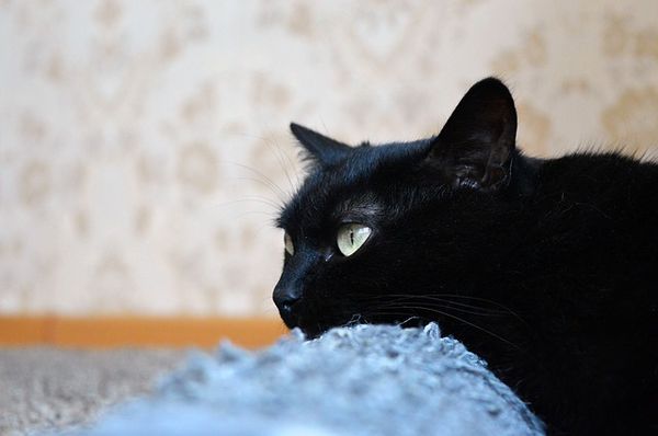 Кот-донор из Перми спас жизни восьми собратьев
