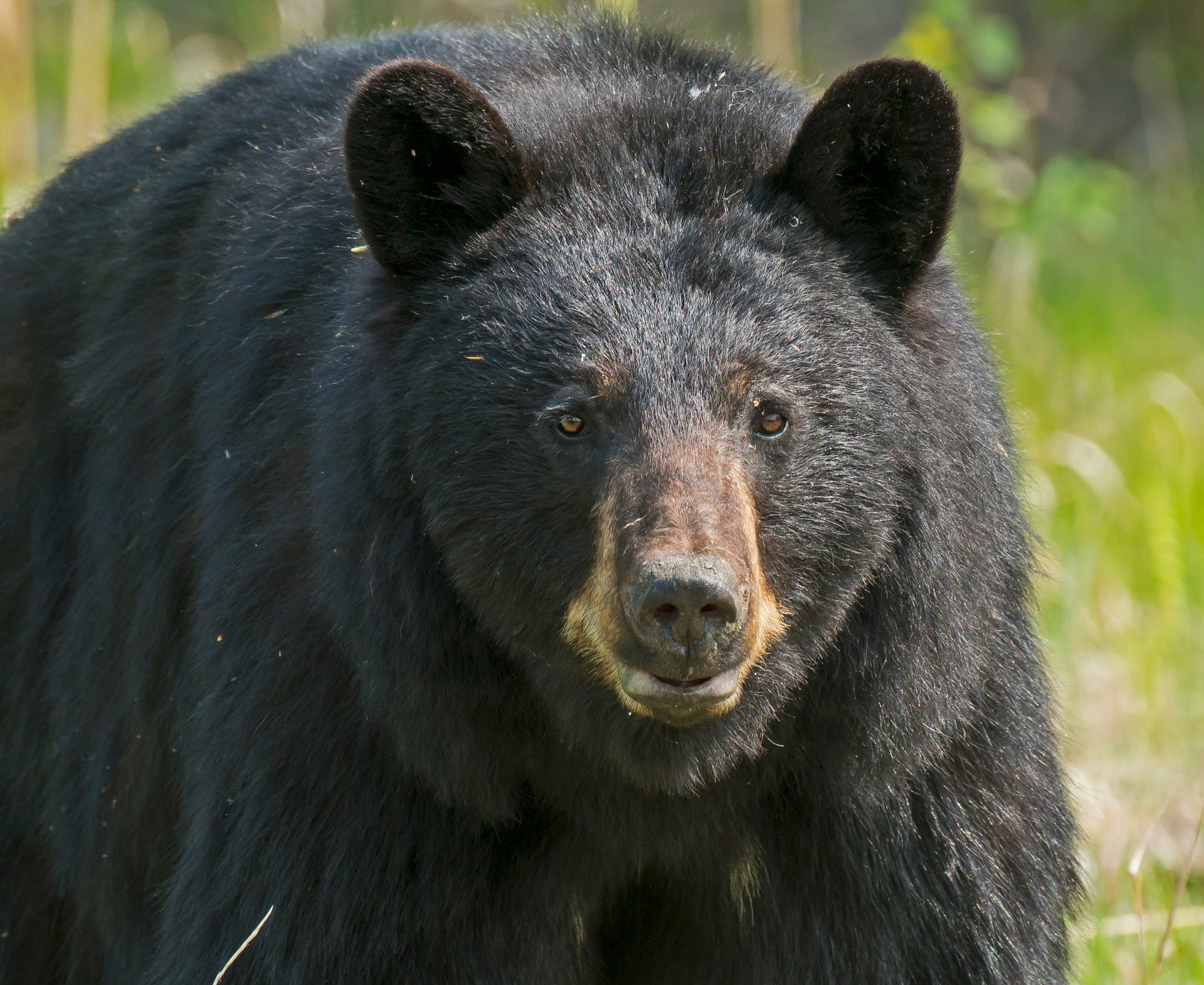 В США медведь вытащил водителя из автомобиля и утащил в лес