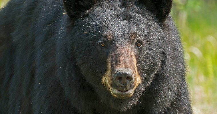 В США медведь вытащил водителя из автомобиля и утащил в лес