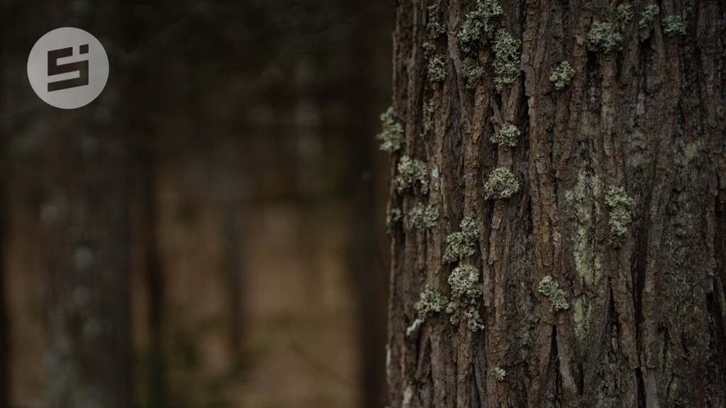 В Удмуртии 27 ноября температура днём поднимется до +2 градусов по Цельсию