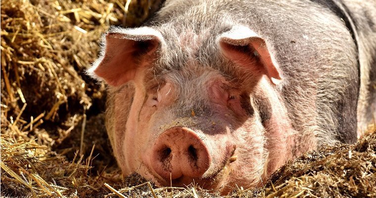Удмуртия экспортировала в Монголию более 11 тонн свиных шкурок