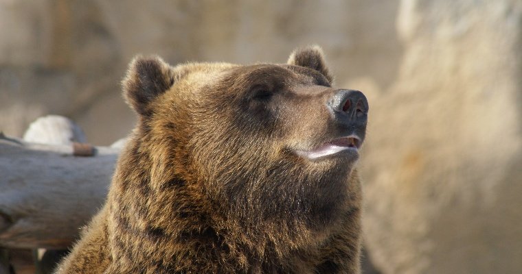 Бурые медведи в зоопарке Удмуртии готовятся к спячке
