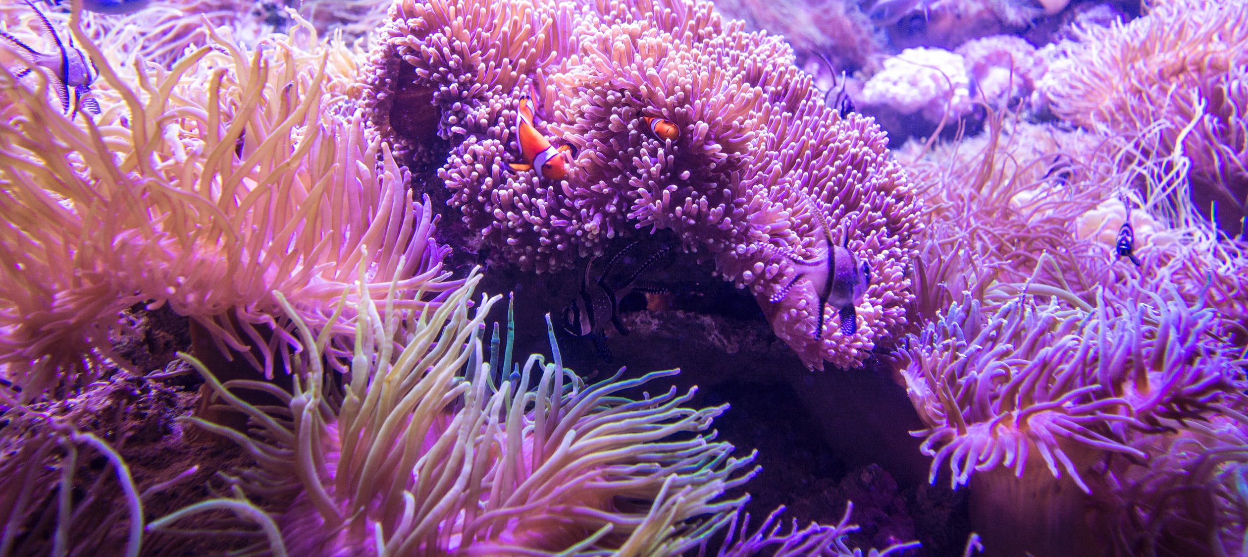 Ученые сообщили о скорой гибели кораллов Большого Барьерного рифа в Австралии