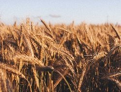 Более 700 000 тонн зерновых планируют собрать аграрии Удмуртии в 2022 году