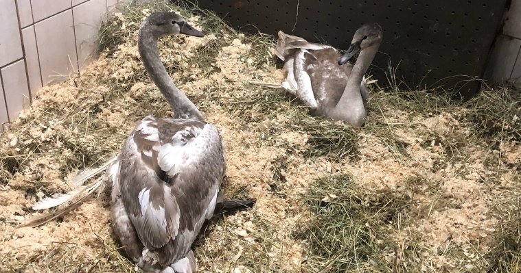 Сотрудники ижевского зоопарка приютили лебедей с «ангельскими крыльями»